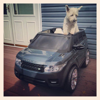 Illustration for article titled Top 12 Cutest Dogs In Land Rovers For 'National Love Your Pet Day'